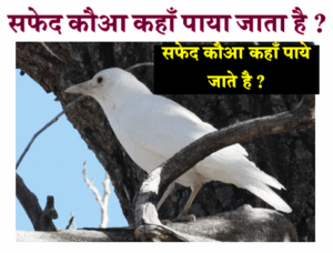 GK Quiz in Hindi : सफेद कौआ कहाँ पाया जाता हैं ?